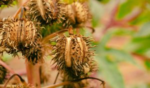 Is Castor Oil Good for Hair?